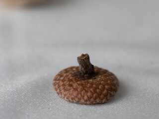 Obraz premium acorn 
