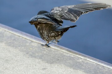  Raven on a roof