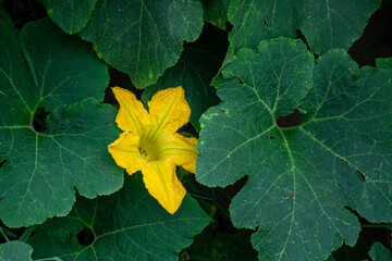 
yellow flower among leaves