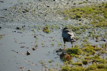 Back view of a crow in water and grass