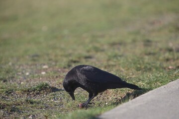 Crow feeding on grass