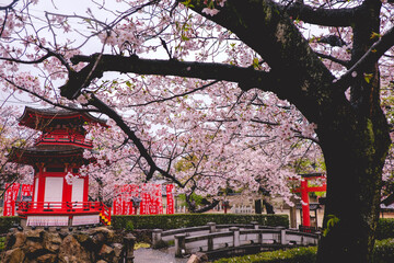 Blooming sakura trees, red flags with kanjis, stone bridge and temple pavilion at buddhist temple...
