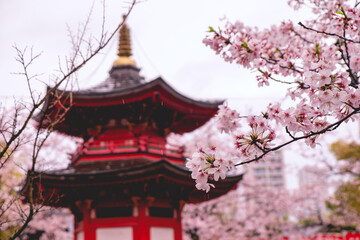 Fototapeta premium Blooming sakura trees branches and temple pavilion at buddhist temple in the spring, Osaka, japan 