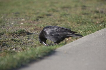 Crow feeding on grass