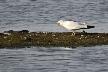 seagull eating