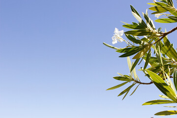 White flower and green leaves over Blue sky 