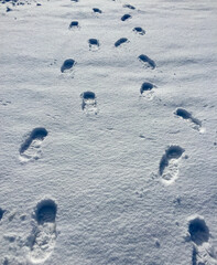 snow, winter, cold, ice, white, nature, footprint, texture, footprints, tracks, season, frost, track, trace, landscape, frozen, animal, blue, foot, abstract, outdoors, water, traces, freeze, trail, ne