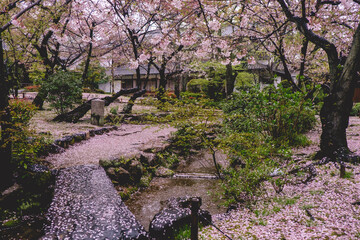 Beautiful tea house at traditional garden under the sakura trees blooming in spring in a rainy day at buddhist temple in Osaka, Japan