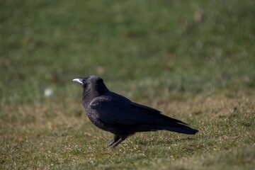 Crow feeding on grass
