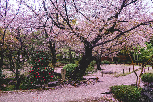 Beautiful pink petals at traditional garden under the sakura trees blooming in spring in a rainy day at buddhist temple in Osaka, Japan