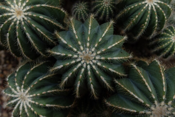 cactus bunch