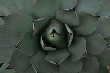 pastel agave