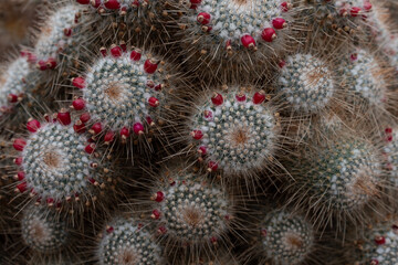 fruiting cactus