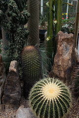 cactus garden