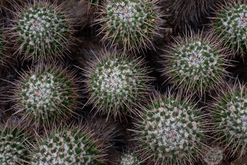 spiny cactus