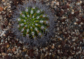 cactus in sand