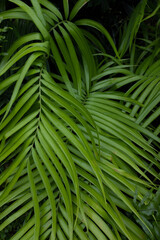 cascading palm fronds
