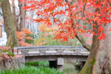 Red maple leaves in the famous Shimogamo Jinja