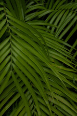 bright green palm fronds