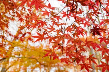 Red maple leaves in the famous Shimogamo Jinja