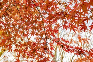 Red maple leaves in the famous Shimogamo Jinja