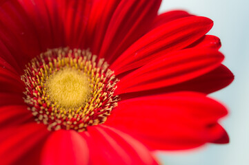 ガーベラ（接写）