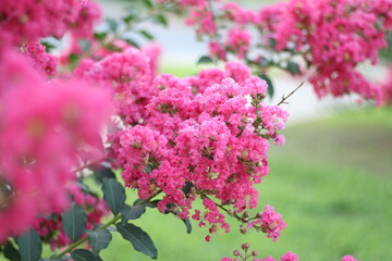 Crepe Myrtle Bloom in the Summertime 