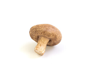 Shiitake mushroom on white background. One mushroom isolated picture. Popular vegetable for cooking.