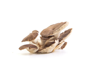 Indian Oyster, Phoenix Mushroom or Lung Oysteron on white background. Isolated picture. Popular vegetable for cooking.