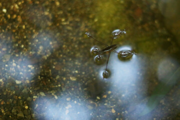 Common Water Strider