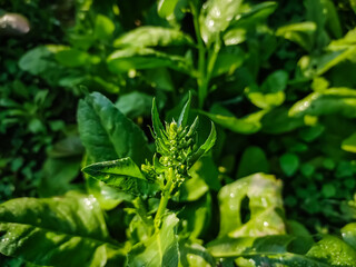 Fototapeta na wymiar Spinach (Spinacia oleracea) is a leafy green flowering plant native to central and western Asia. It is of the order Caryophyllales, family Amaranthaceae, subfamily Chenopodioideae.