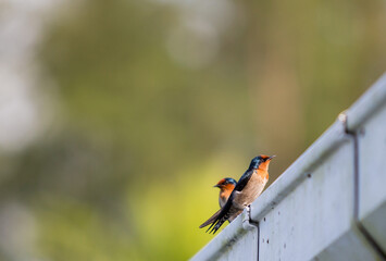 Beautiful, brightly colored swallow against a blurred background.