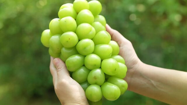Gardener holding tasty organic delicious Green grape on blur background, Fresh Shine Muscat Grape on natural farm background 