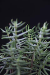 Crassula Tetragona succulent Miniature Pine Tree Bonsai