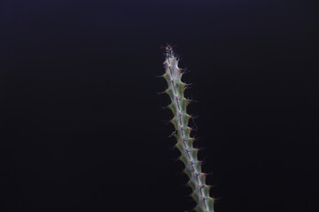 Single cactus on black background