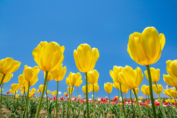 青空をバックに見上げたカラフルな春のチューリップ。
チューリップ畑に咲く満開の花。