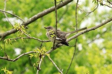 mockingbird fledgling