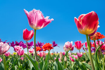 青空をバックに見上げたカラフルな春のチューリップ。
チューリップ畑に咲く満開の花。