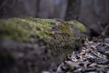 Mossy Log