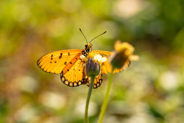 Close up, A beautiful orange butterfly feeding on a little white flower in a garden.