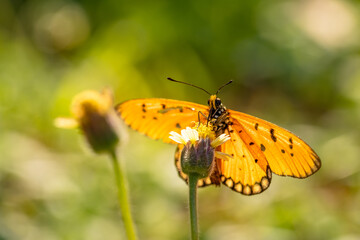 Close up, A beautiful orange butterfly feeding on a little white flower in a garden.