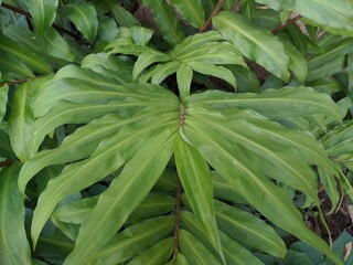 Obraz premium close up of a plant