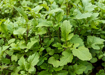 Salad greens. Fresh greens for salads. Radish, arugula. Fresh wild arugula freshly picked from garden.