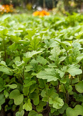 Salad greens. Fresh greens for salads. Radish, arugula. Fresh wild arugula freshly picked from garden.