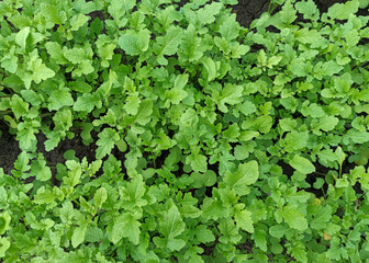 Salad greens. Fresh greens for salads. Radish, arugula. Fresh wild arugula freshly picked from garden.