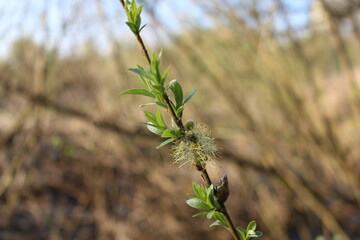 young green leaves on branches in spring