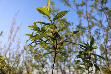 young green leaves on branches in spring
