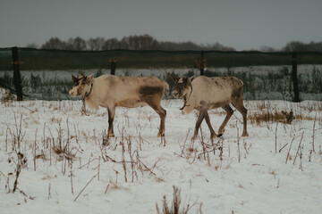 deer in the snow