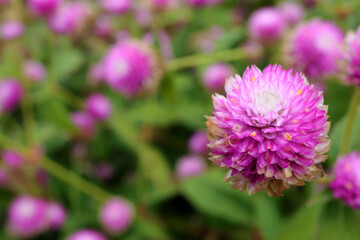 Gomphrena globosa or firework flowers. Beautiful purple gomphrena globosa flower in the garden.