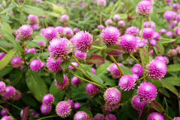 Gomphrena globosa or firework flowers. Beautiful purple gomphrena globosa flower in the garden.